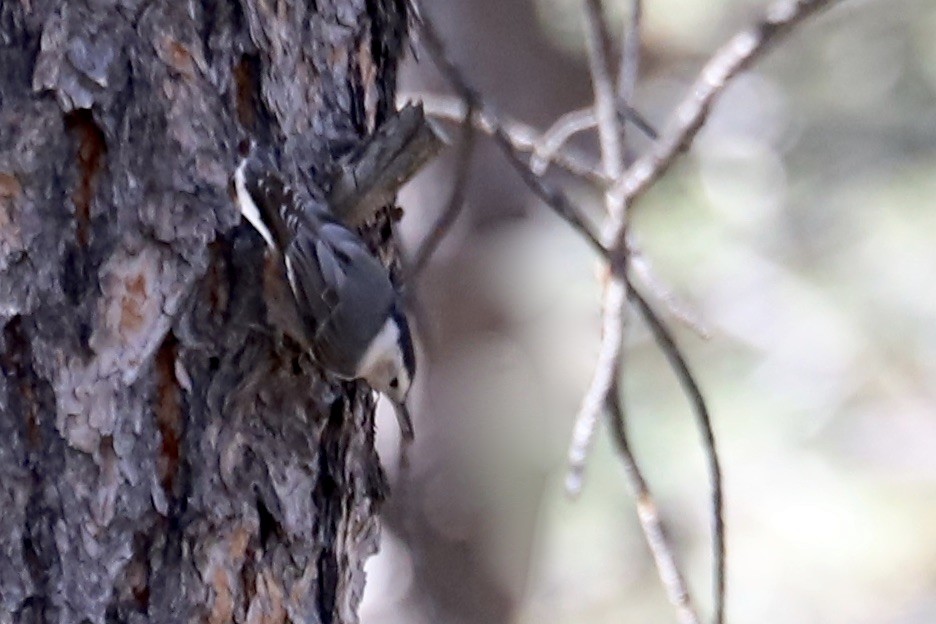 Pygmy Nuthatch - ML642893911