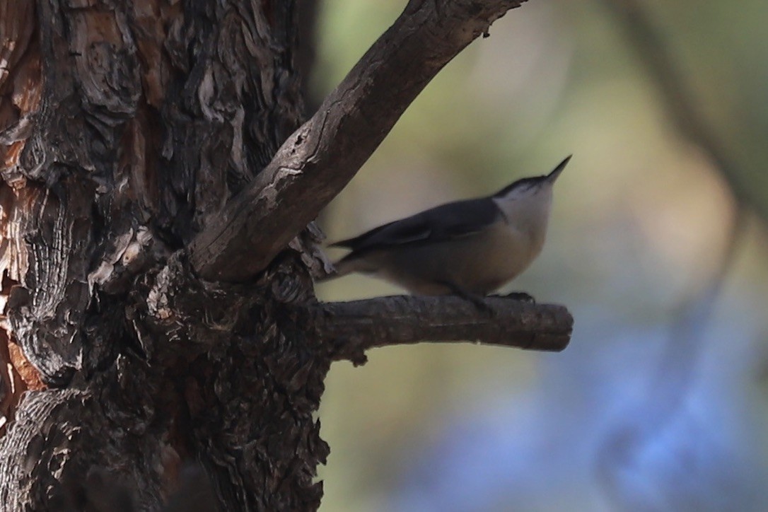 Pygmy Nuthatch - ML642893912