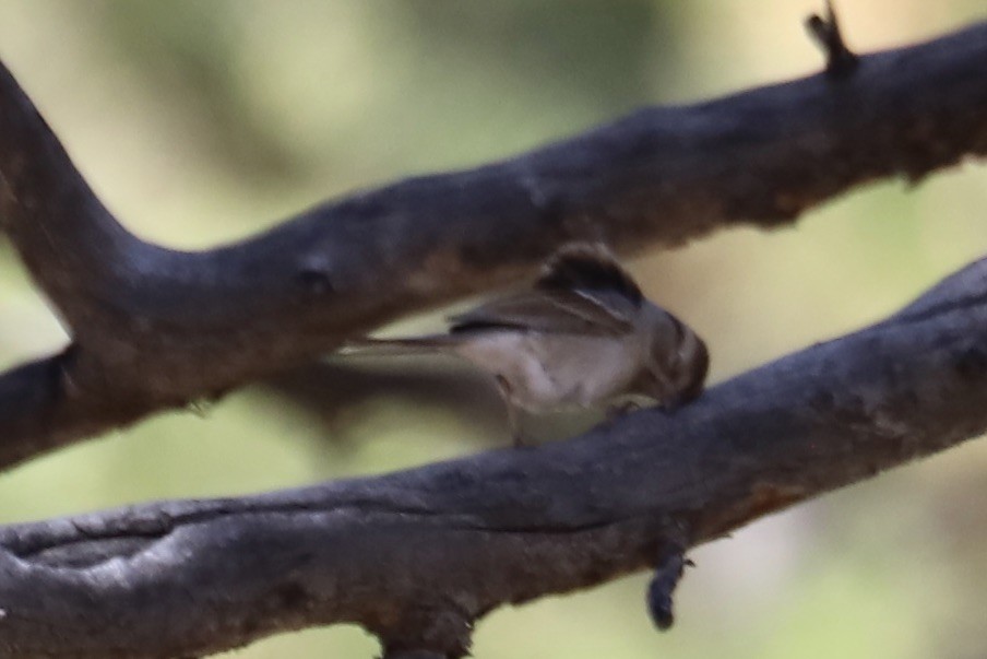 Pygmy Nuthatch - ML642893913