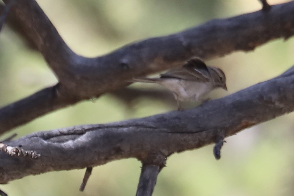 Pygmy Nuthatch - ML642893914