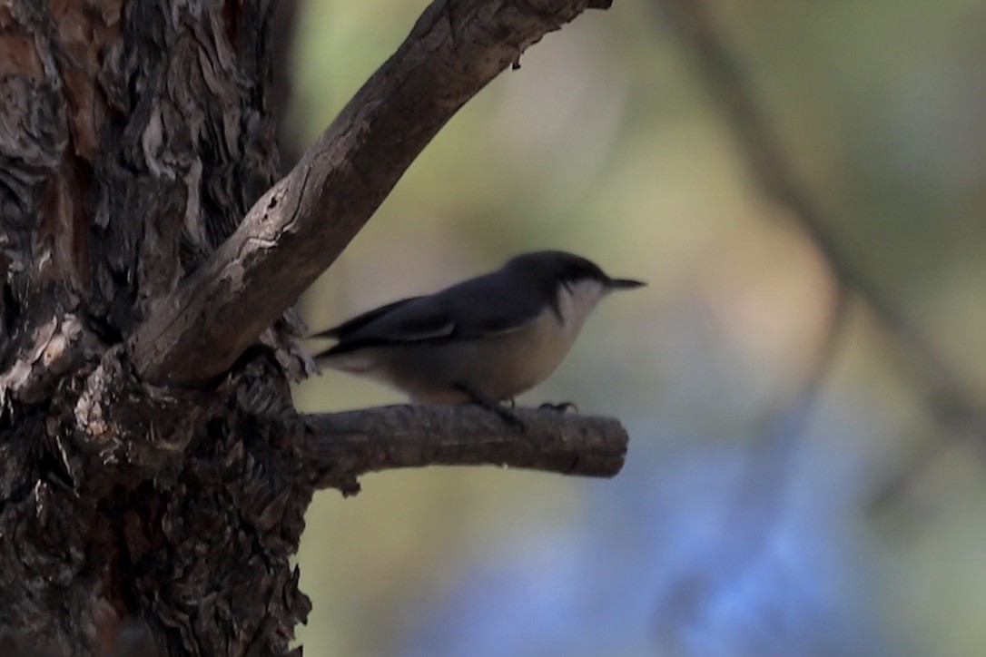 Pygmy Nuthatch - ML642893915