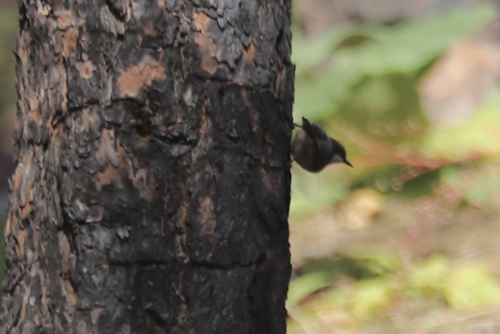 Pygmy Nuthatch - ML642893916