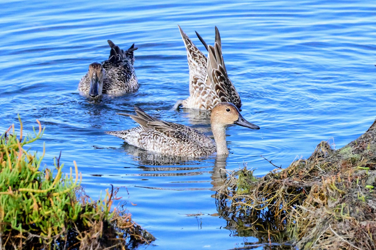 Northern Pintail - ML642893917