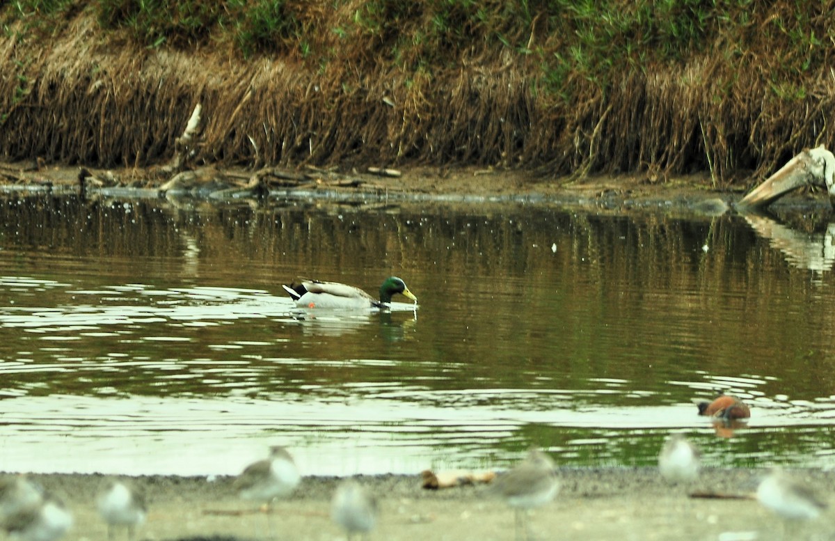 Canard colvert (forme domestique) - ML642893918