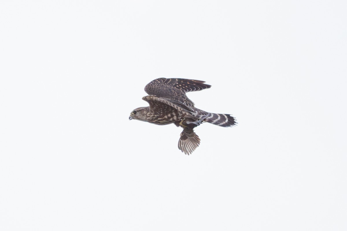 Lark Sparrow - ML642893919