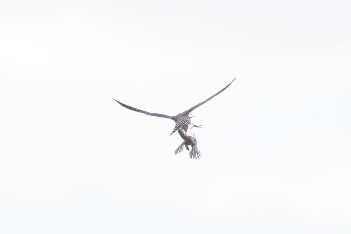 Lark Sparrow - ML642893920