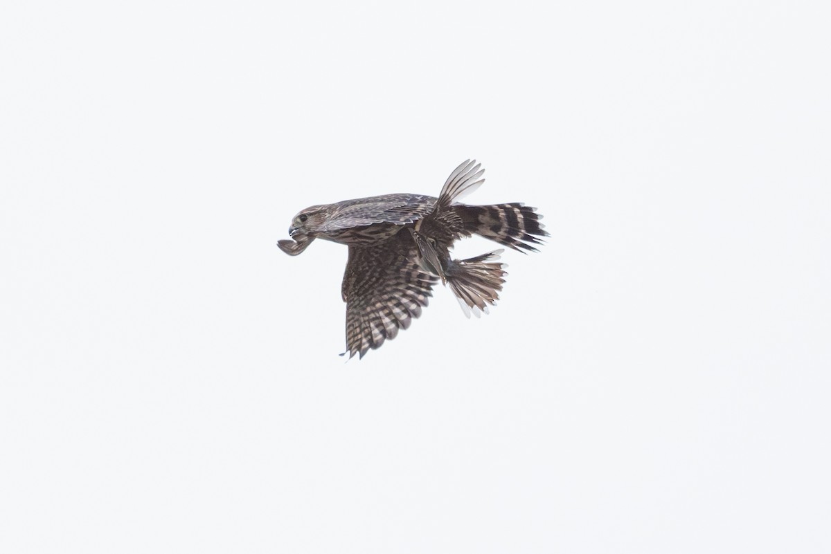 Lark Sparrow - ML642893921