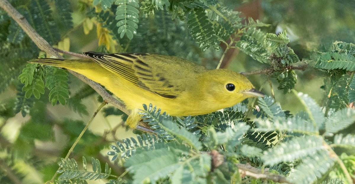 Paruline jaune - ML642893929