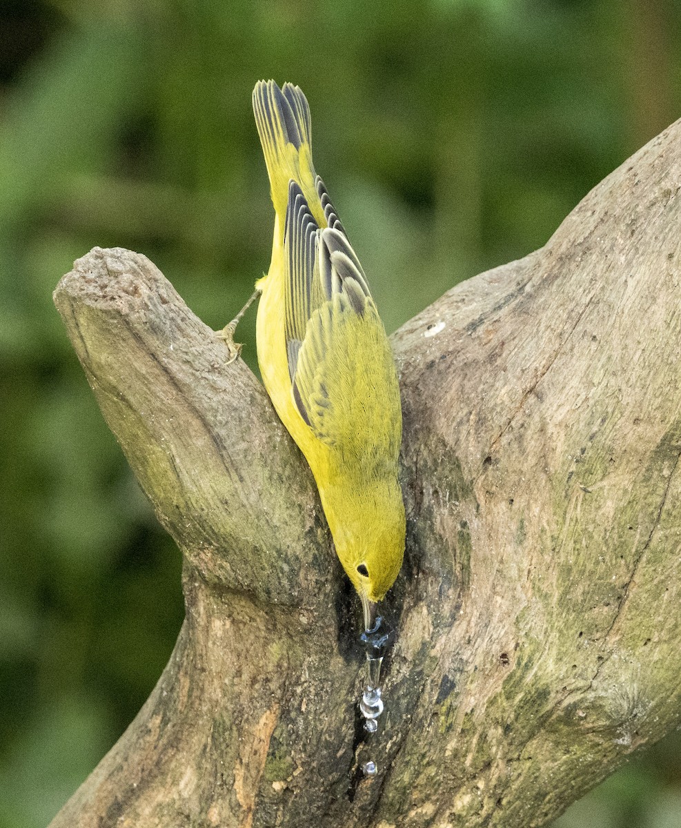 Paruline jaune - ML642893930