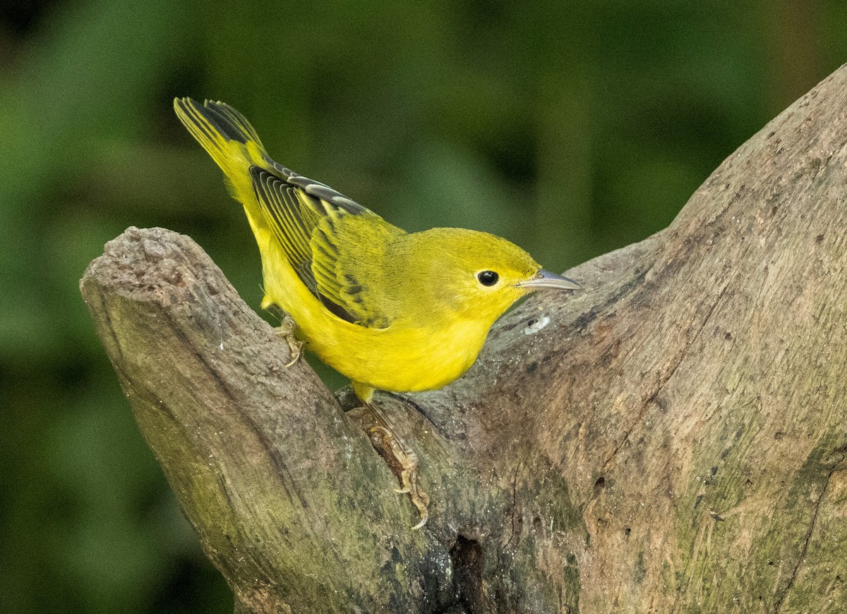 Paruline jaune - ML642893931