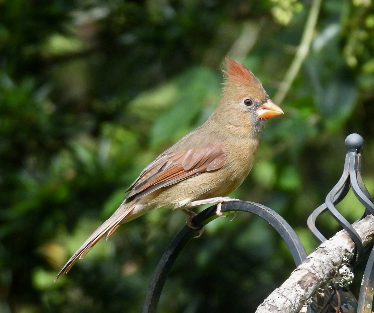 Cardinal rouge - ML642893944