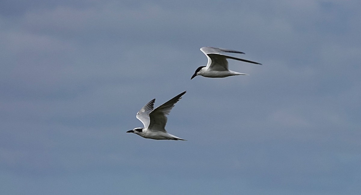Australian Tern - ML642893945