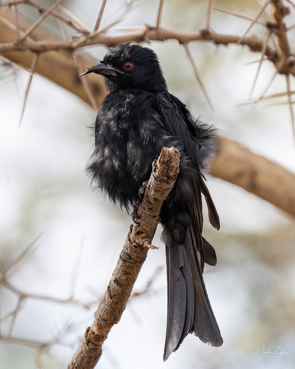 Fork-tailed Drongo - ML642893962