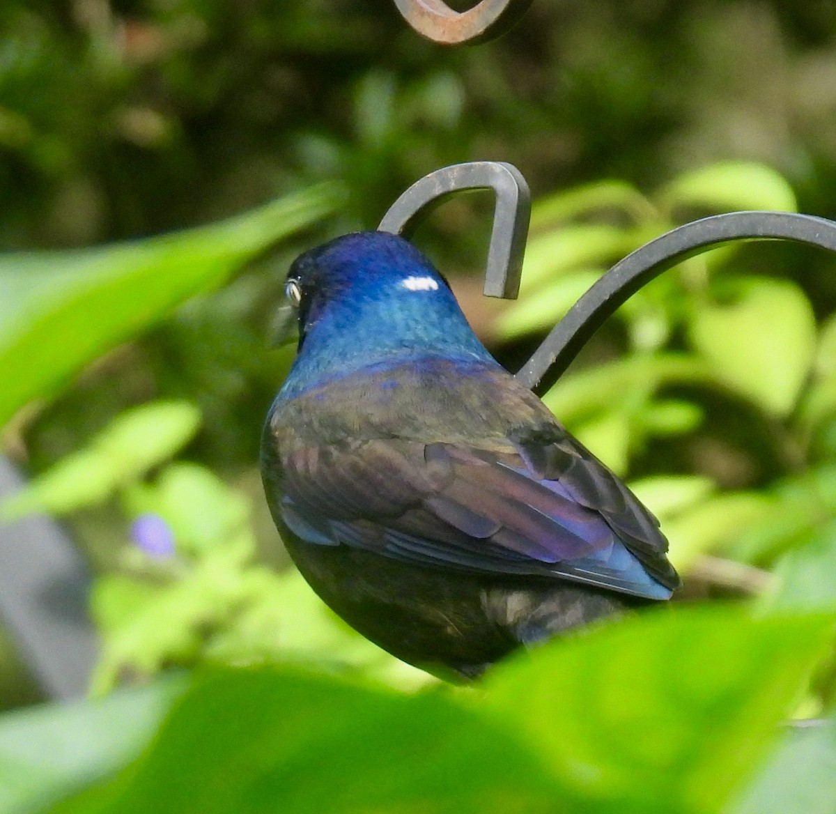 Common Grackle - ML642893972