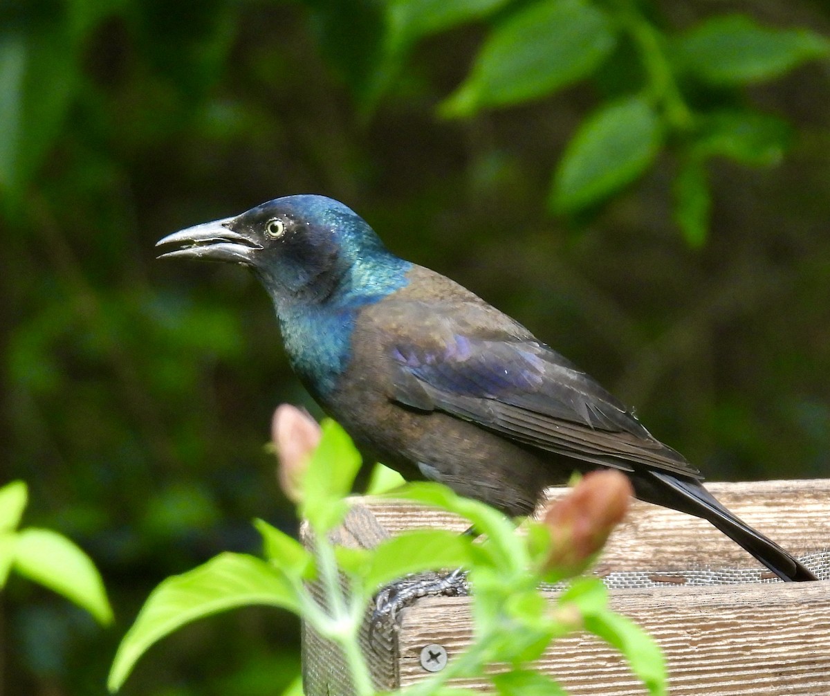 Common Grackle - ML642893976