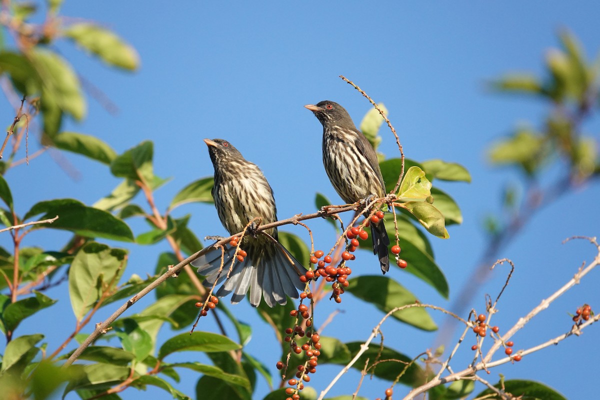 Palmchat - ML642893985