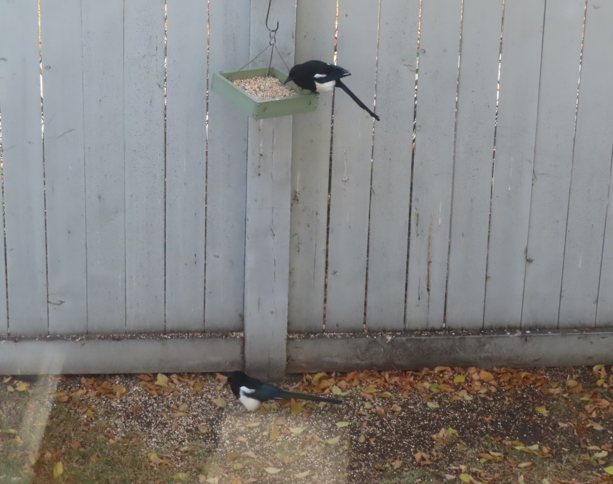 Black-billed Magpie - ML642893986