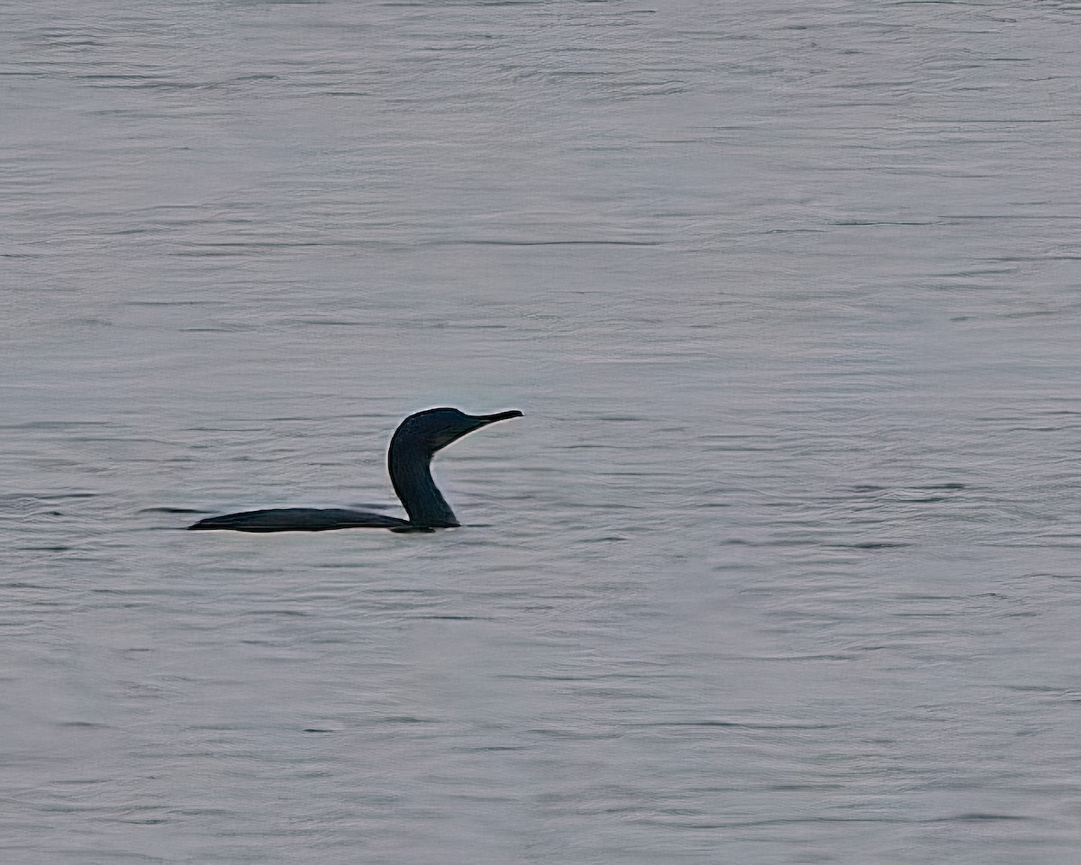 Brandt's Cormorant - ML642893988