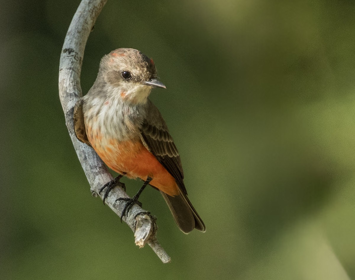 Vermilion Flycatcher - ML642894000