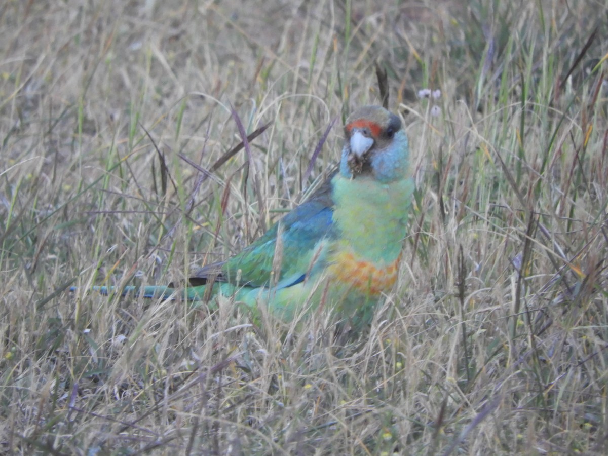 Australian Ringneck - ML642894023