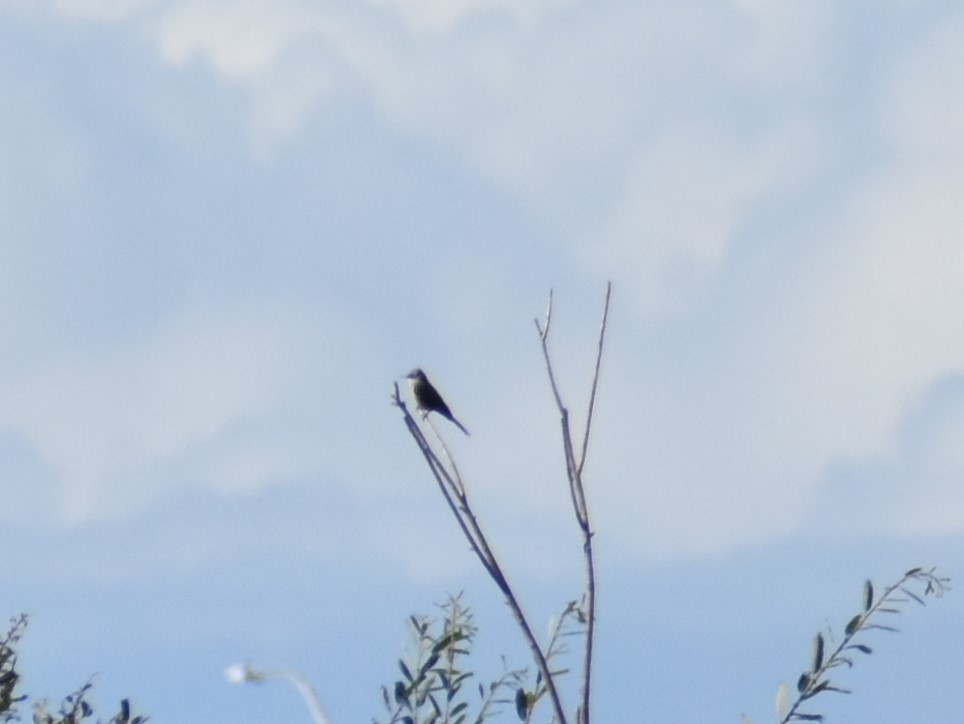 Tropical Kingbird - ML642894036