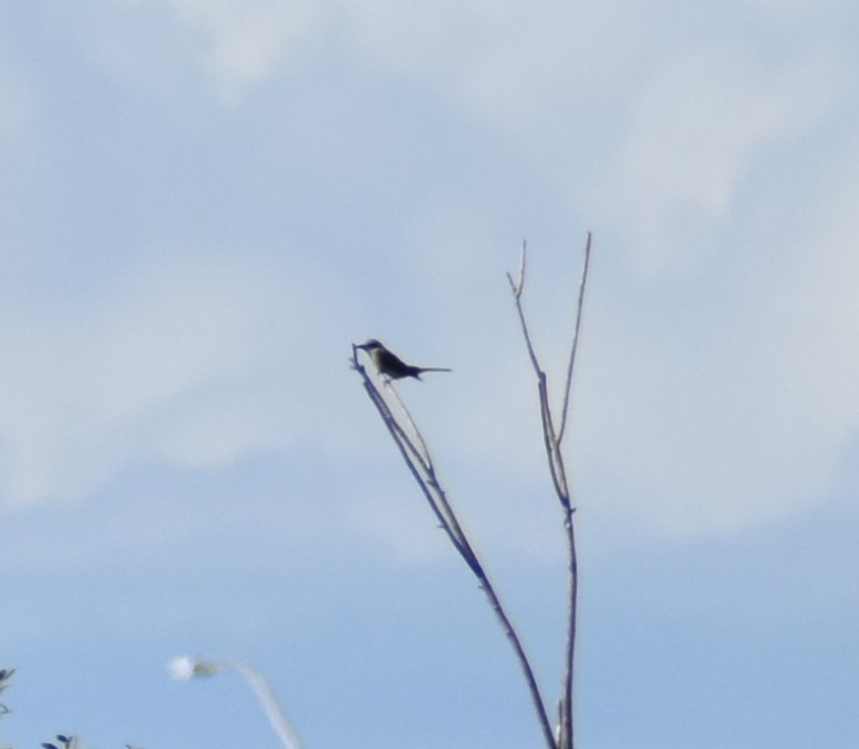 Tropical Kingbird - ML642894037