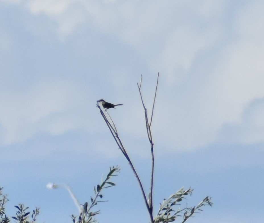 Tropical Kingbird - ML642894038