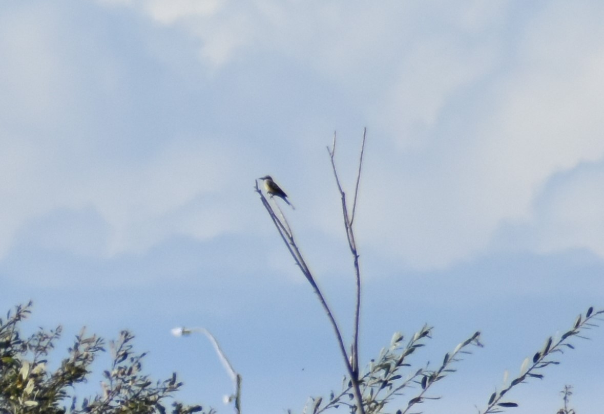 Tropical Kingbird - ML642894039