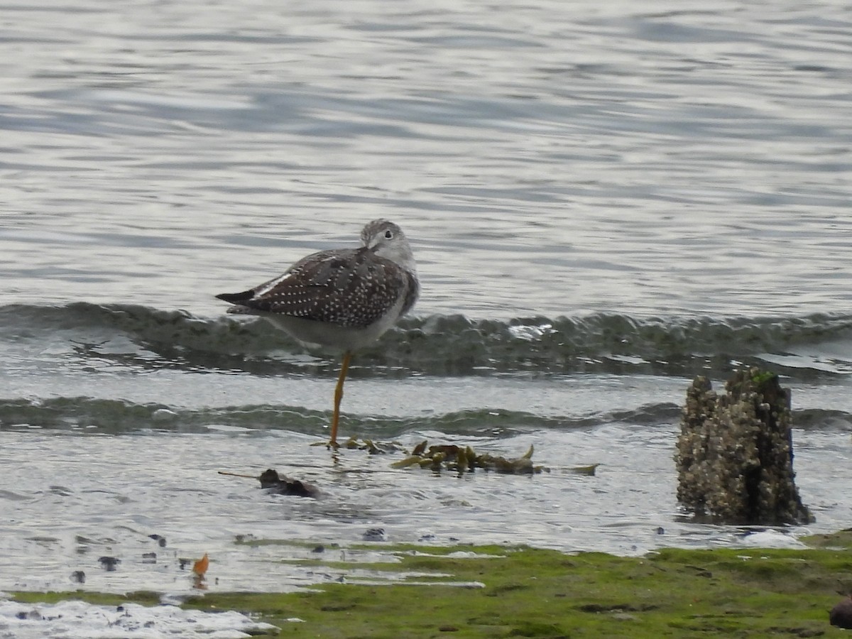 Greater Yellowlegs - ML642894044