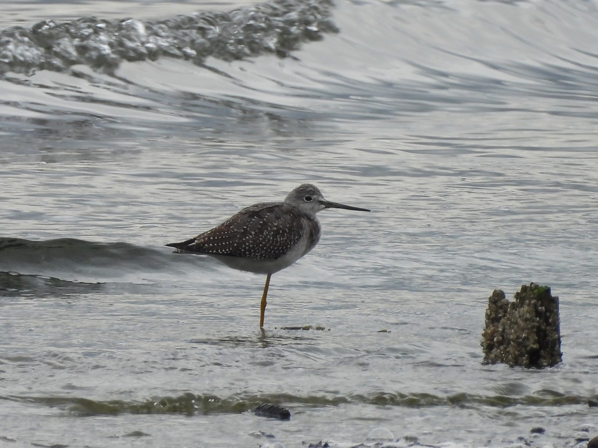 Greater Yellowlegs - ML642894046