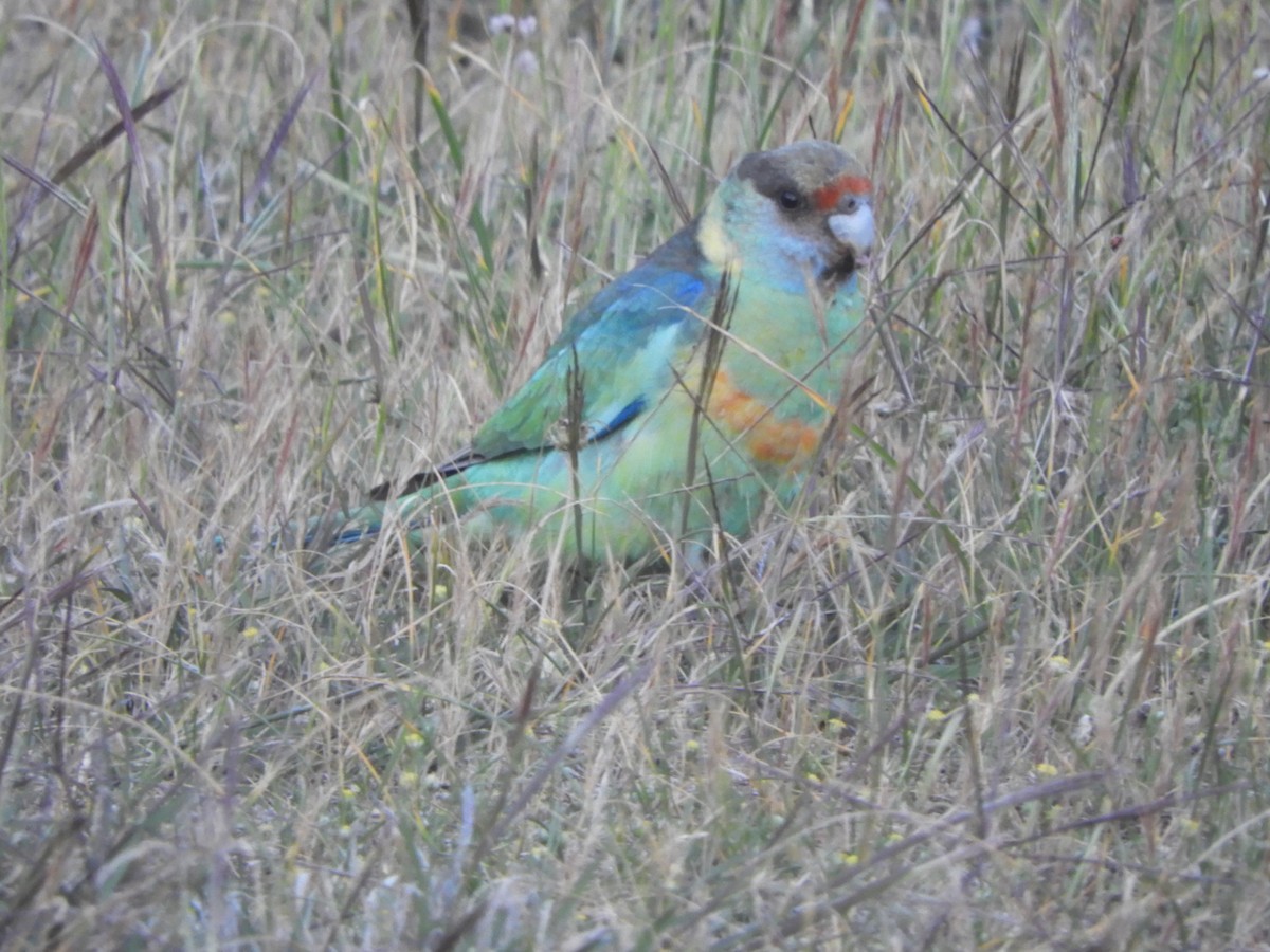 Australian Ringneck - ML642894050