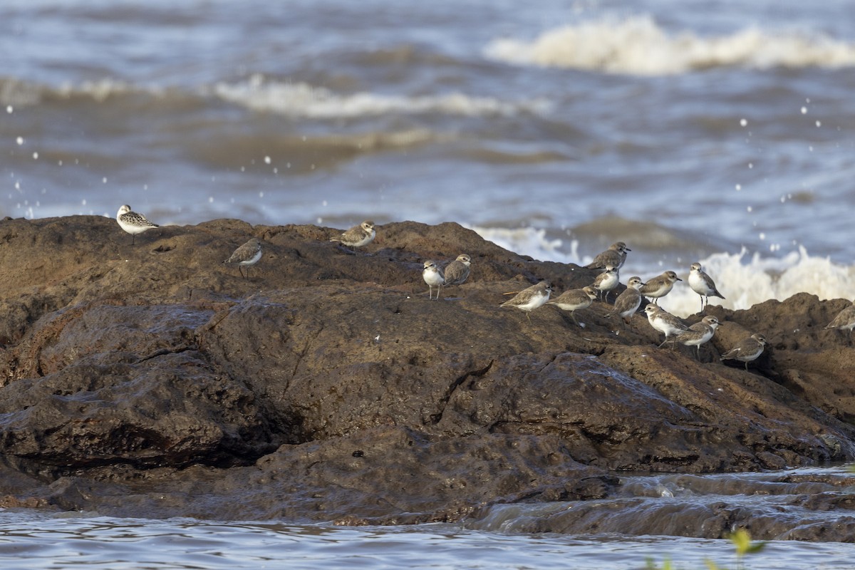 Greater Sand-Plover - ML642894051