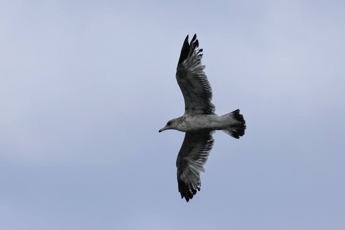 Western Gull - ML642894065