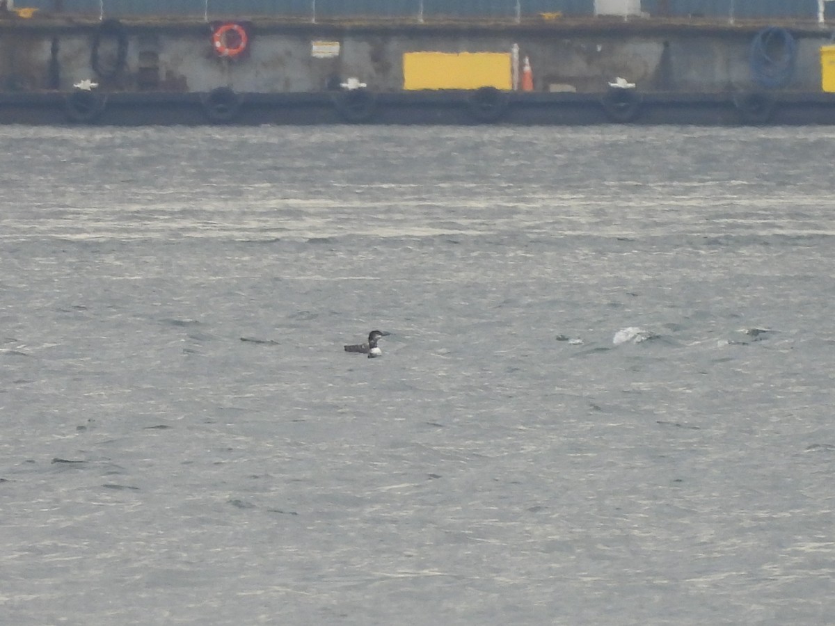 Common Loon - ML642894074
