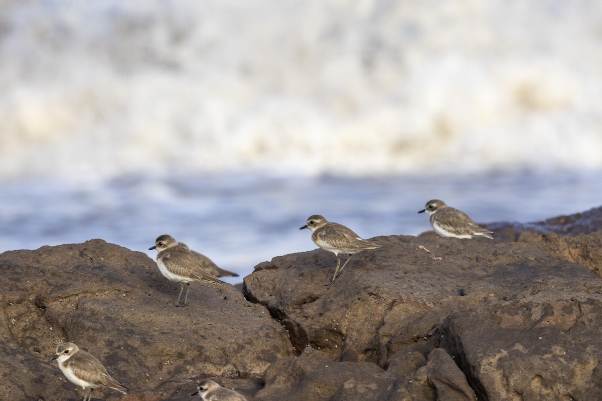 Greater Sand-Plover - ML642894105
