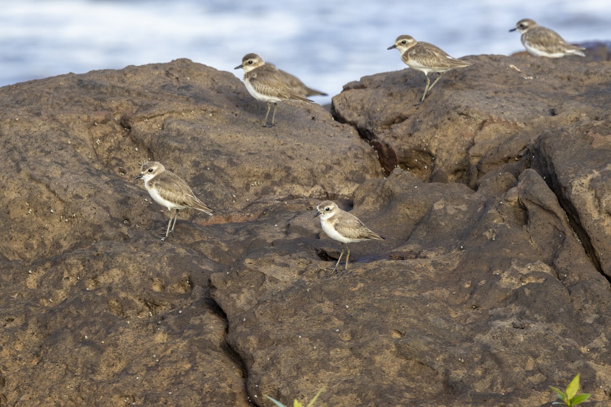 Greater Sand-Plover - ML642894106