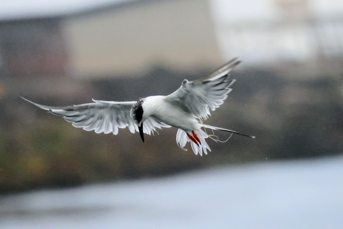 Forster's Tern - ML642894107