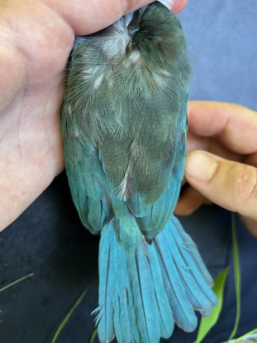 Mariana Kingfisher - ML642894114