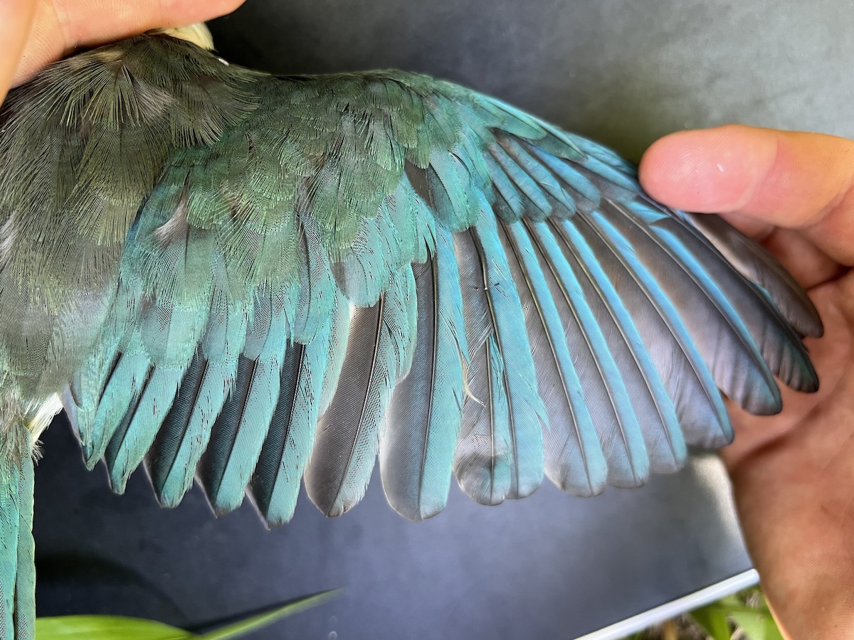 Mariana Kingfisher - ML642894115