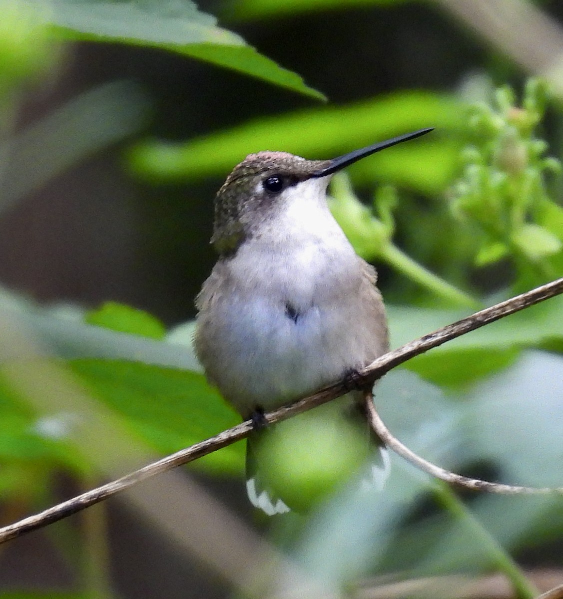 Ruby-throated Hummingbird - ML642894121