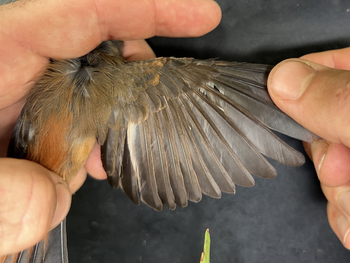 Micronesian Rufous Fantail (Marianas) - ML642894131