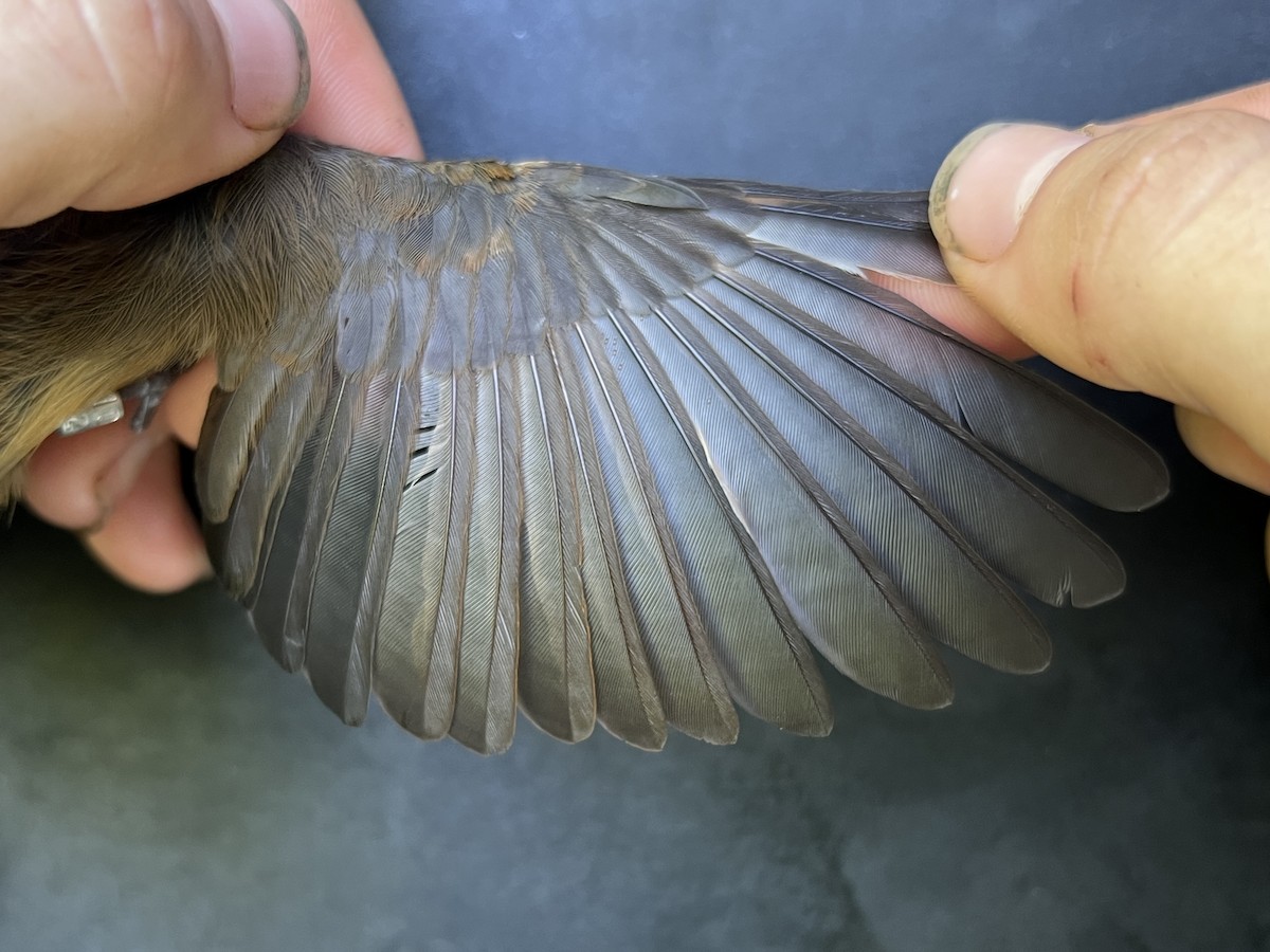 Micronesian Rufous Fantail (Marianas) - ML642894132