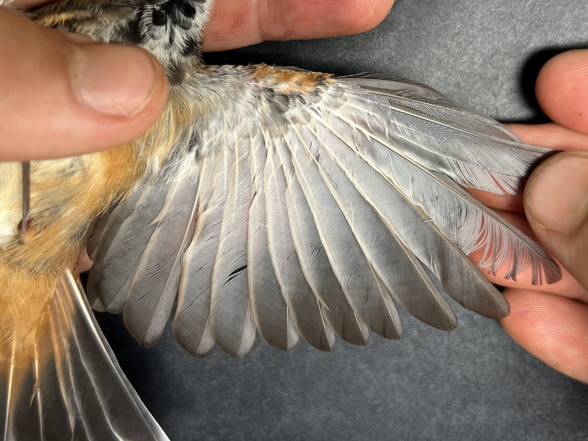 Micronesian Rufous Fantail (Marianas) - ML642894133