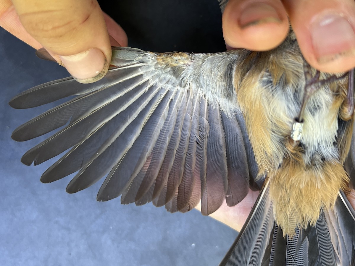 Micronesian Rufous Fantail (Marianas) - ML642894134