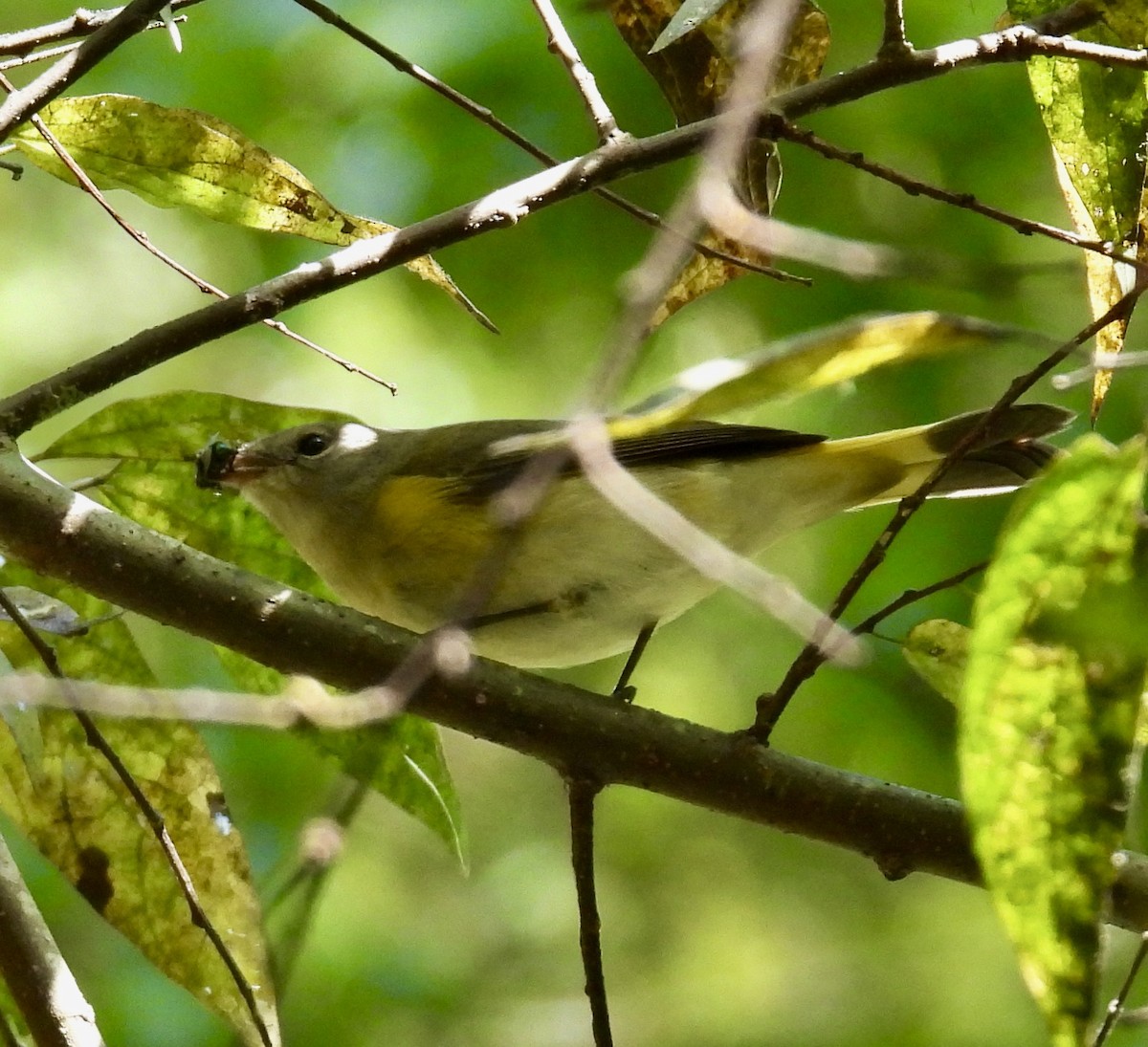 American Redstart - ML642894135