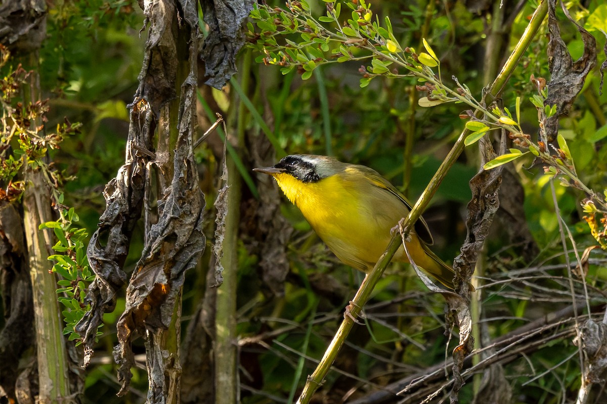 Common Yellowthroat - ML642894138