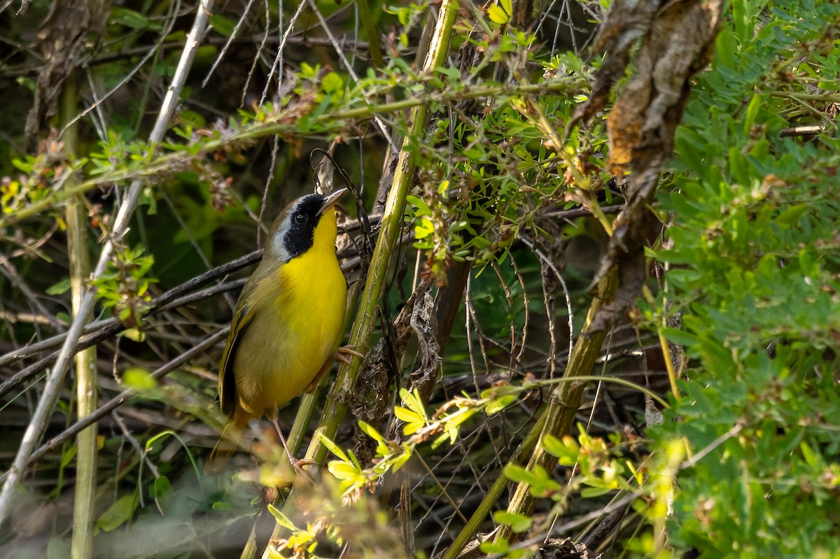 Common Yellowthroat - ML642894139