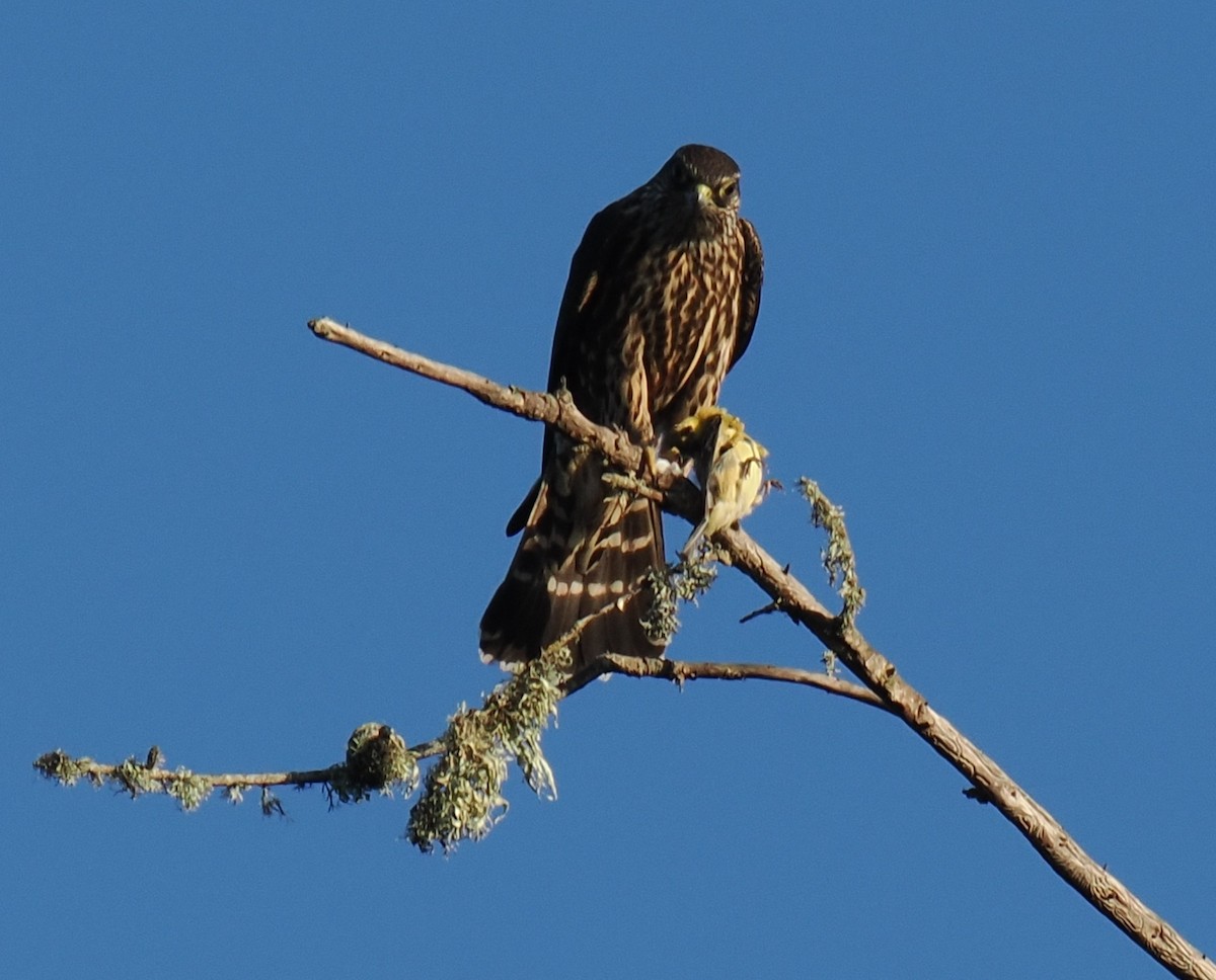 dřemlík tundrový - ML642894142