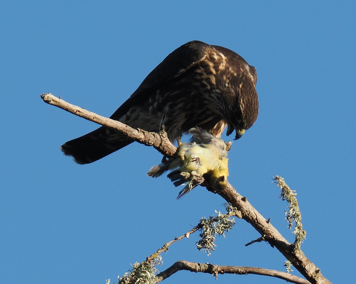 dřemlík tundrový - ML642894143