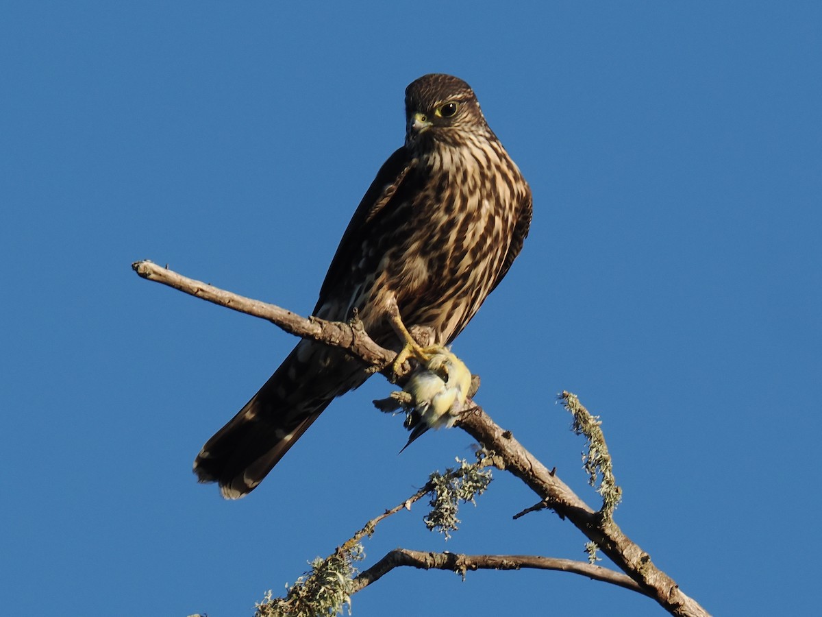 dřemlík tundrový - ML642894144